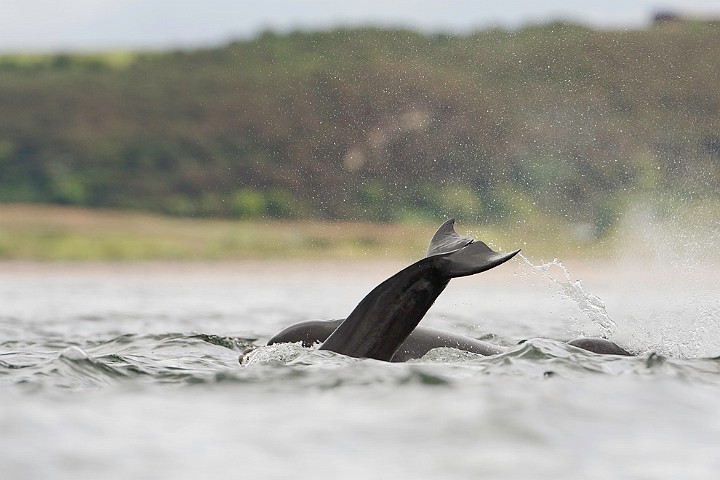 Groe Tmmler Tursiops truncatus Bottlenose dolphin